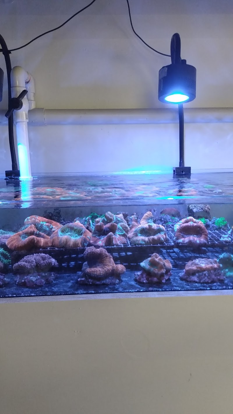 Nocturnal Reef - Tropical Fish and Coral - Photo 5