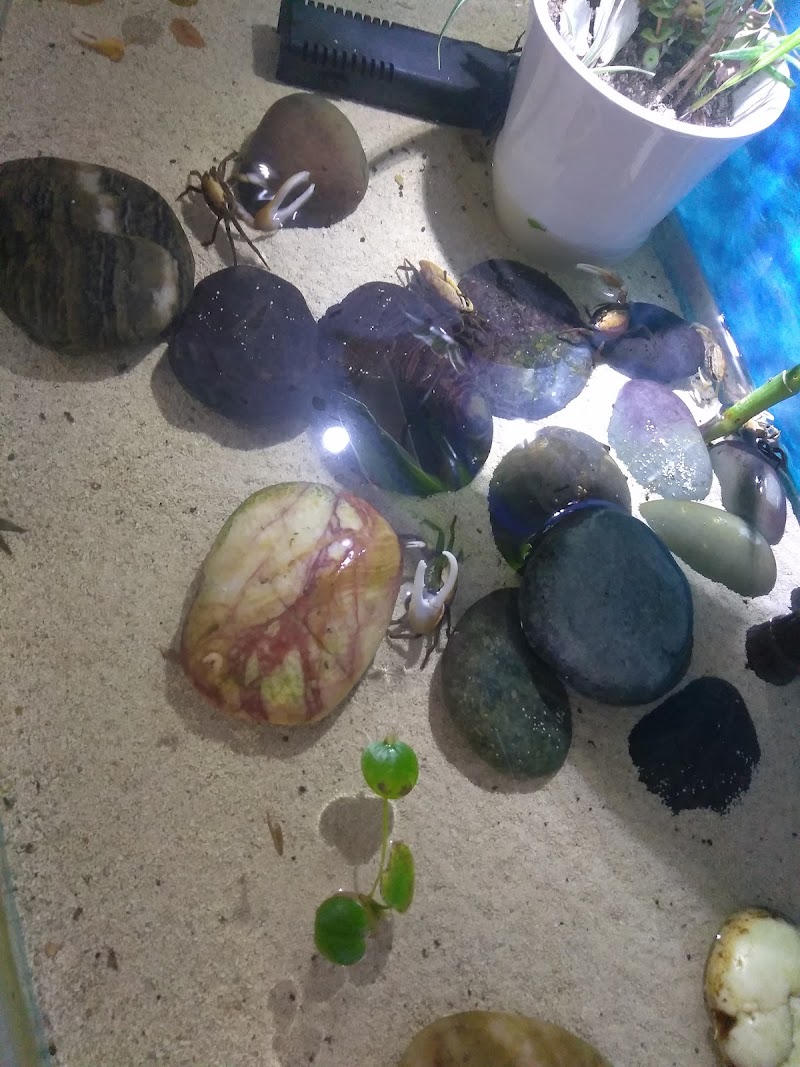 Tropical Fish Incorporated - Photo 2