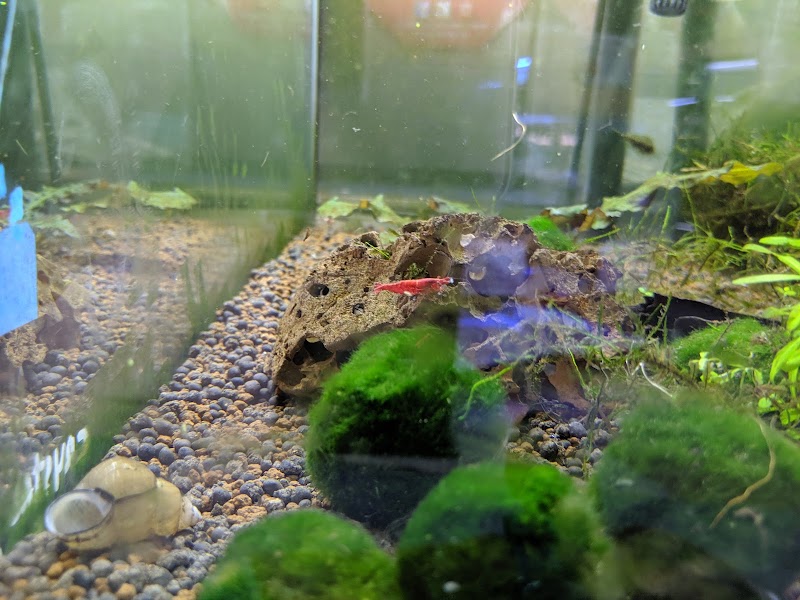 Tropical Fish Incorporated - Photo 5