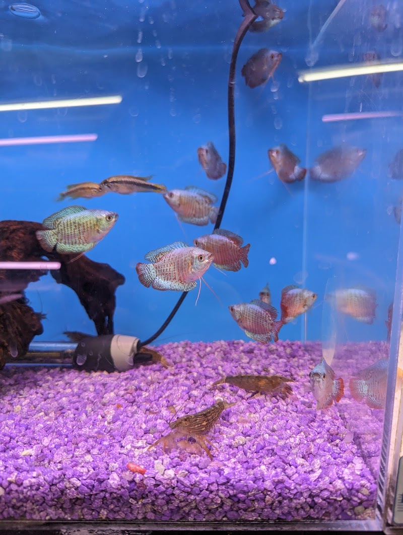 Tokyo Aquarium - Photo 5