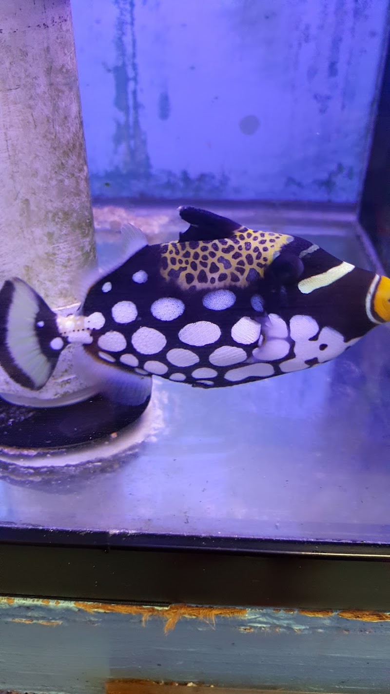 Yo's Aquarium - Photo 3