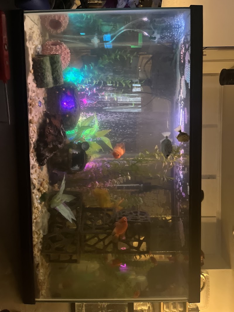 Yo's Aquarium - Photo 4