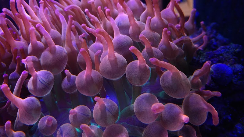 Bob's Tropical Fish - Photo 2