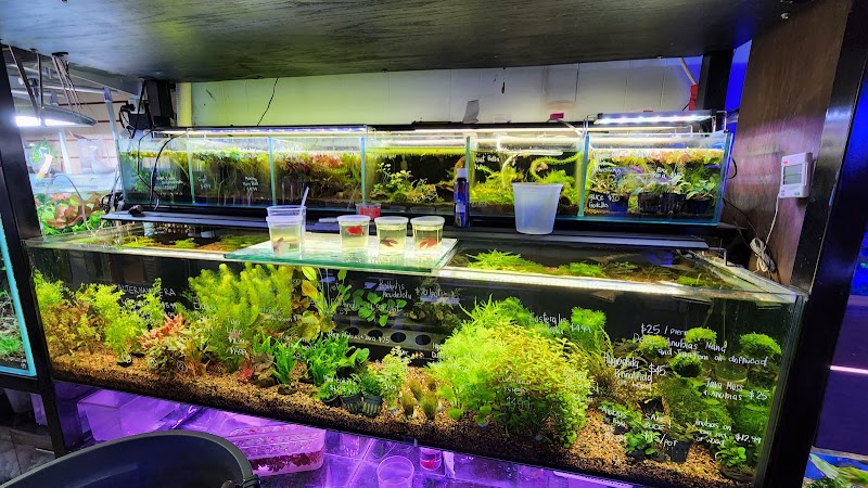 Bob's Tropical Fish - Photo 3