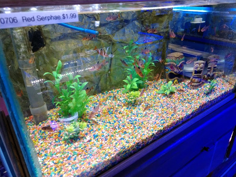 Bob's Tropical Fish - Photo 4