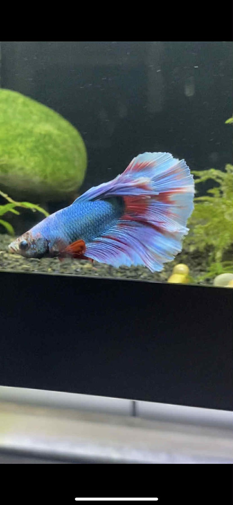 Aquaholics Tropical Fish Store - Photo 4