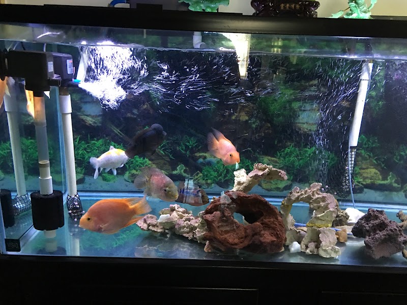 Lotus Aquarium - Photo 3