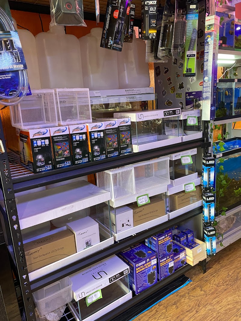 Golden Guppy Aquarium - Photo 2