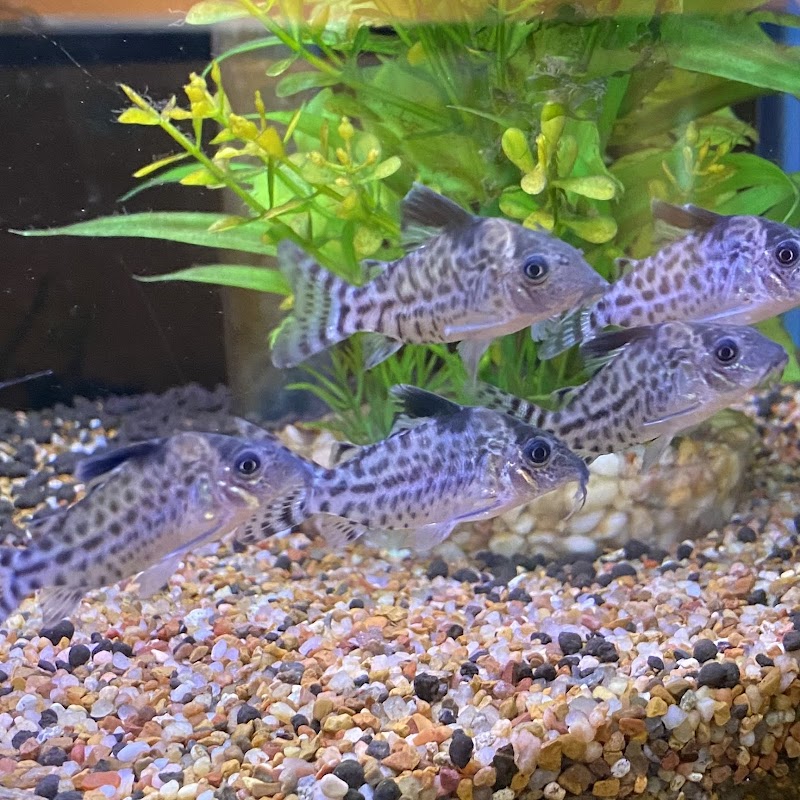 Golden Guppy Aquarium - Photo 4