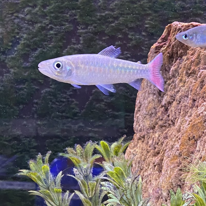 Golden Guppy Aquarium - Photo 5