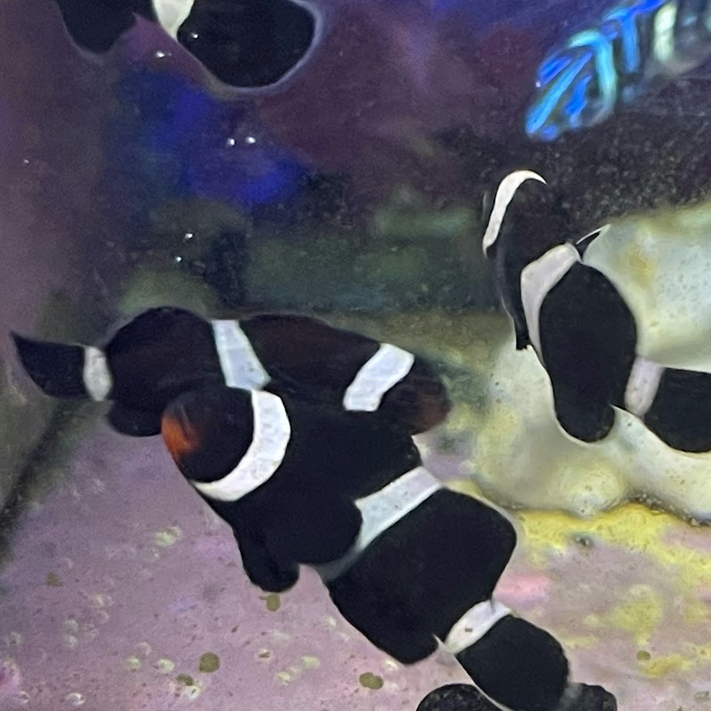 Ellis Aquatics - Photo 2