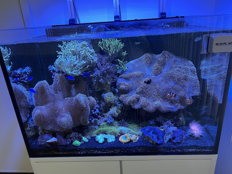 Harry's Marine Life - Photo 4