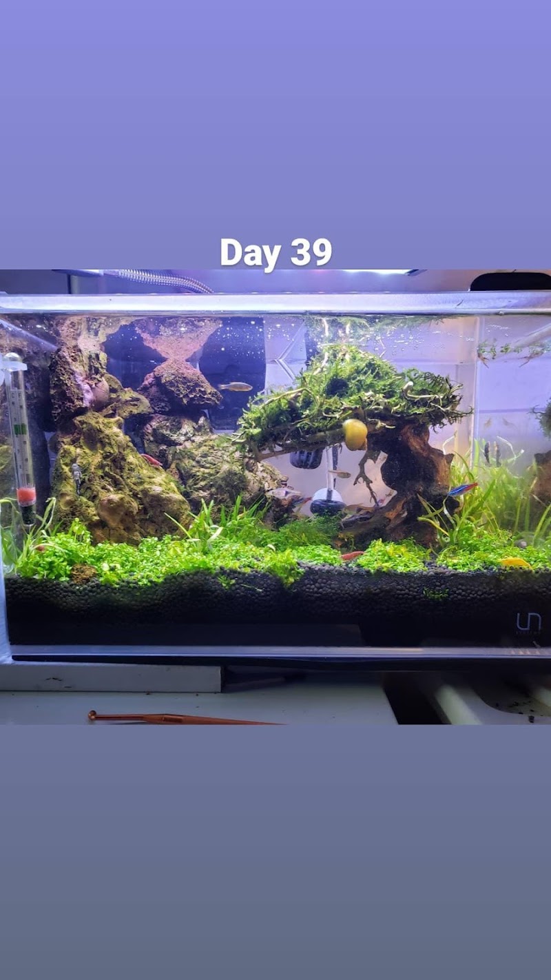 Nature Aquarium - Photo 3