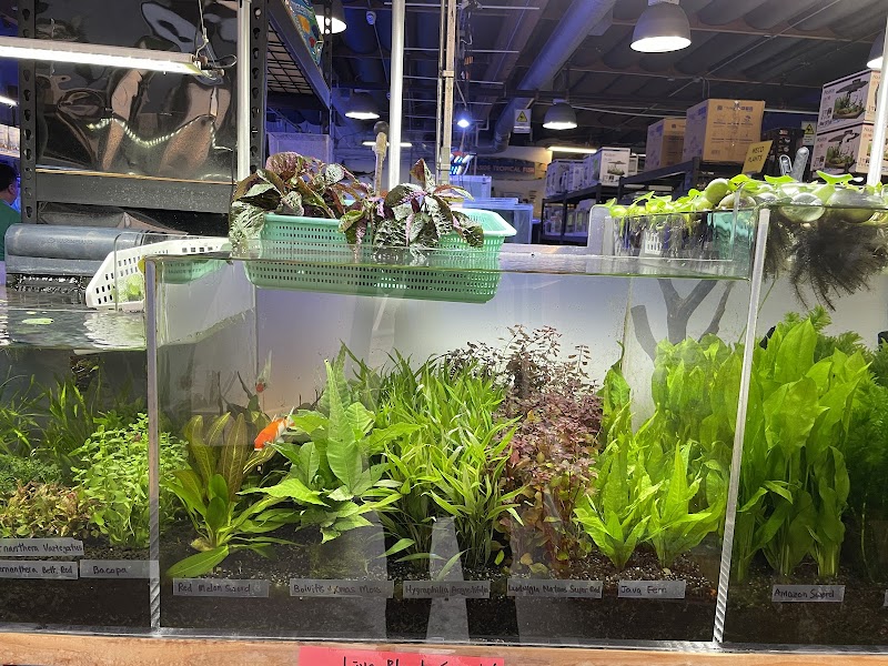 Seaside Tropical Fish - Photo 4