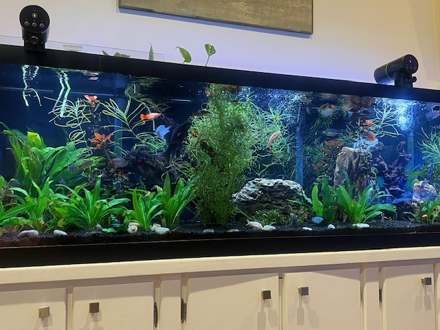 Tony’s Aquarium - Photo 4