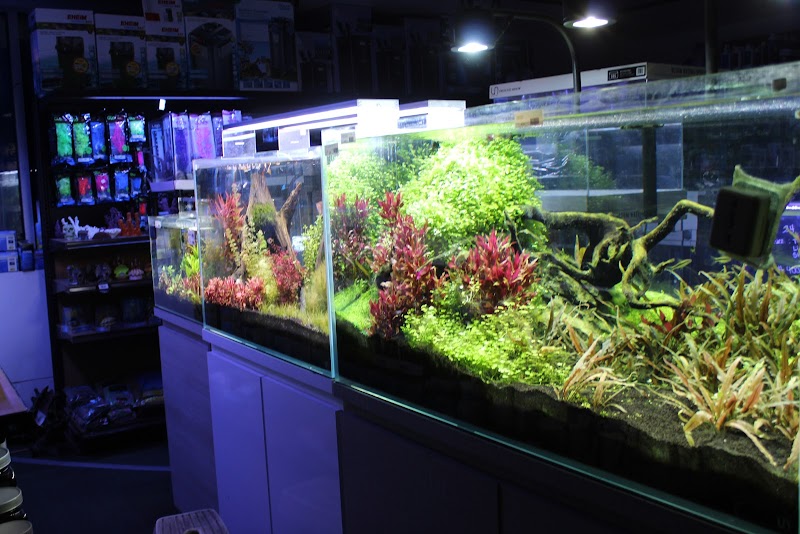 Age of Aquariums - Photo 3