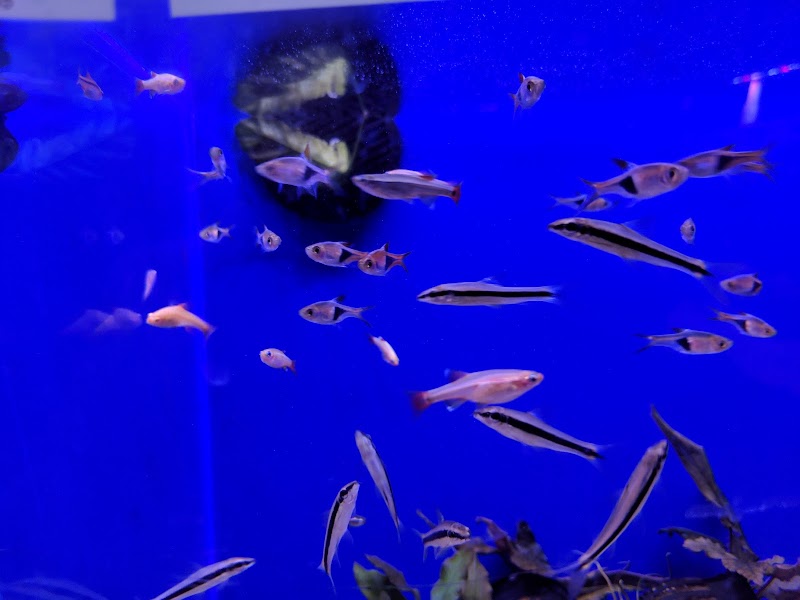 Age of Aquariums - Photo 4