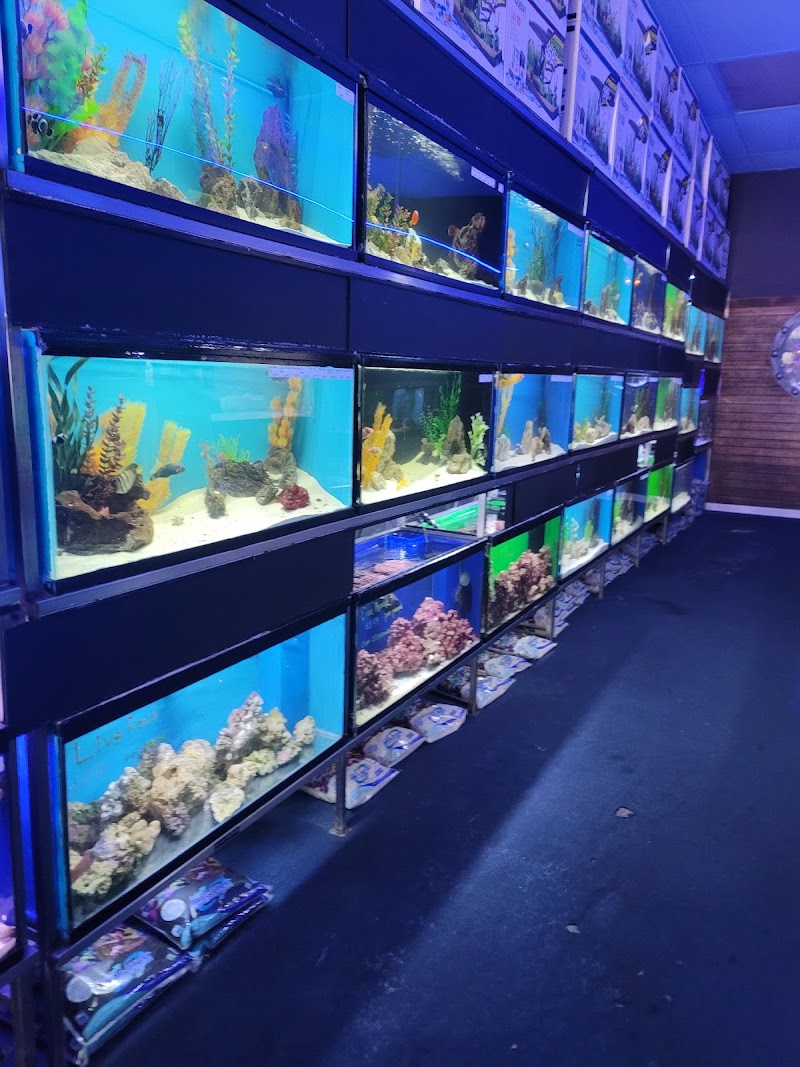 Ocean's Tropical Fish - Photo 2