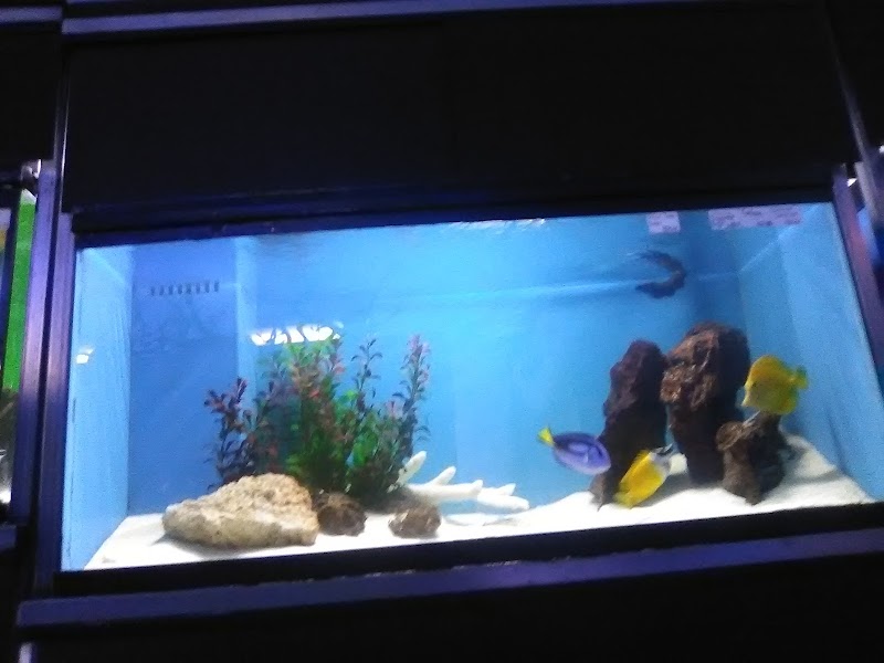 Ocean's Tropical Fish - Photo 4