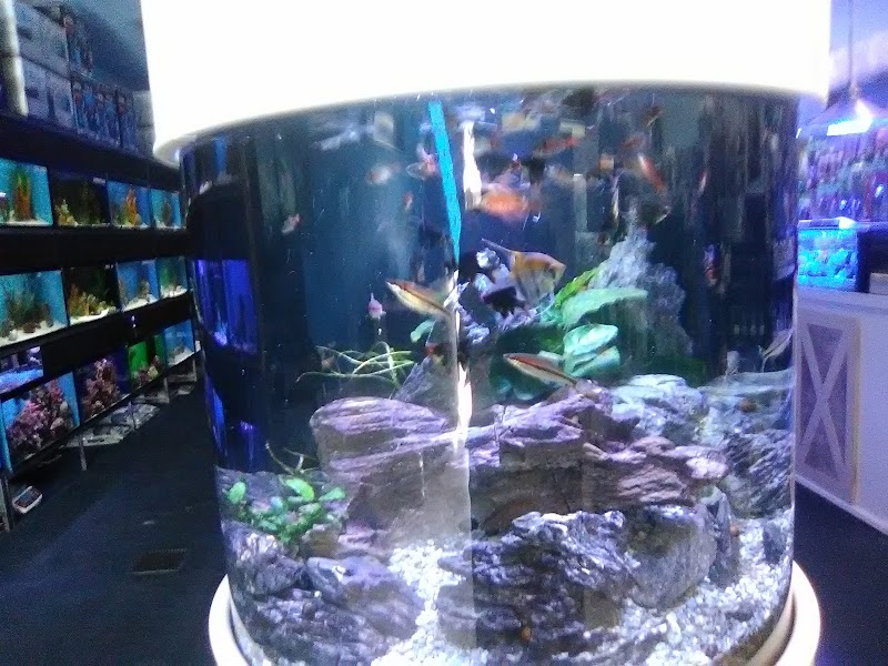 Ocean's Tropical Fish - Photo 5