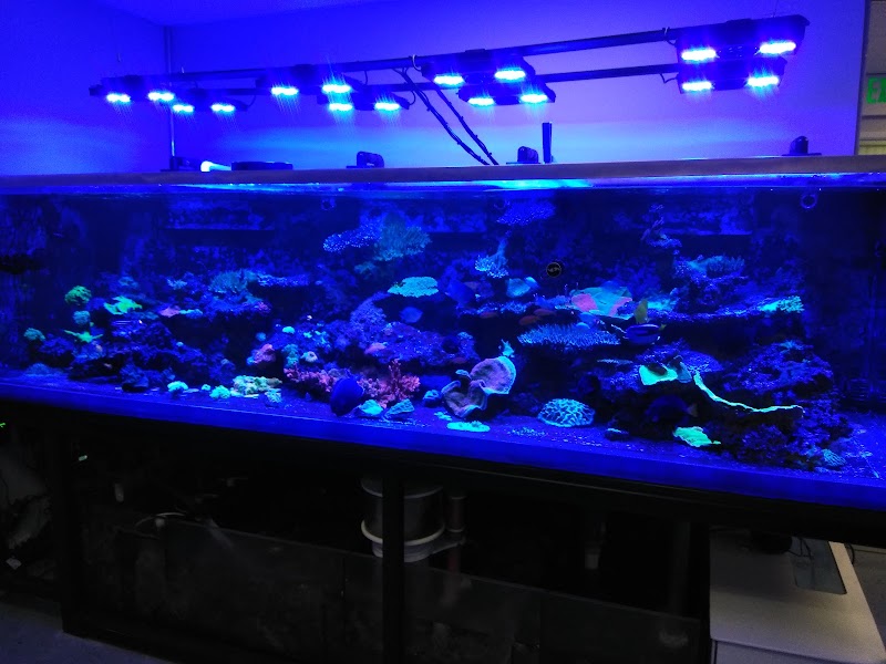 Cali Kid Corals - Photo 1