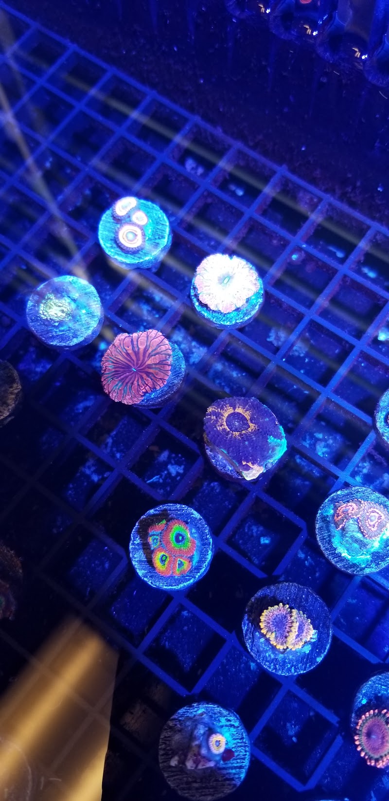 Cali Kid Corals - Photo 2