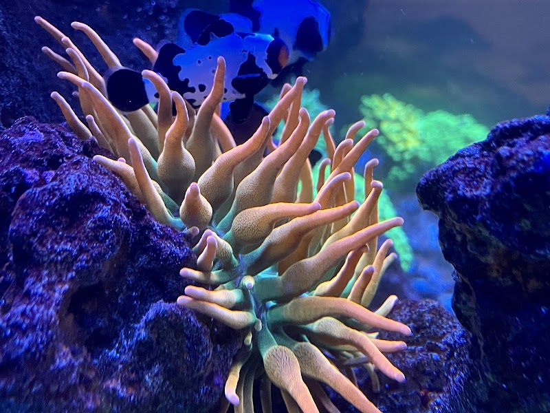 Cali Kid Corals - Photo 3