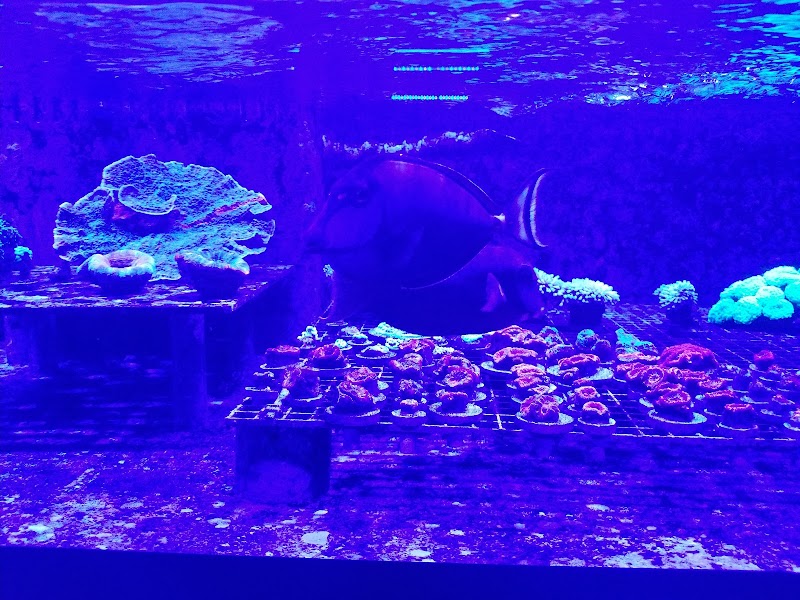 Cali Kid Corals - Photo 4