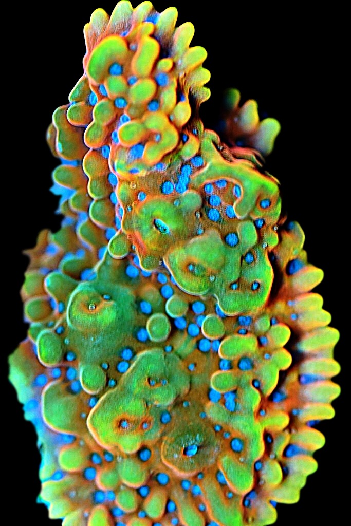 Cali Kid Corals - Photo 5