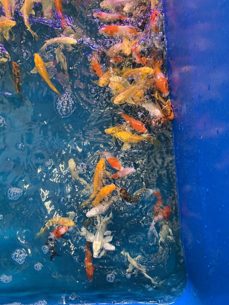 House Aquarium - Photo 4