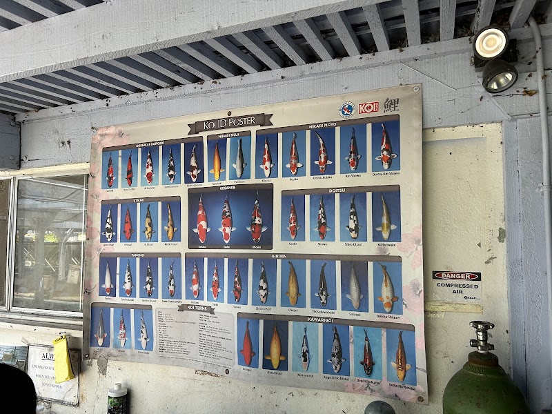 Laguna Koi Ponds - Photo 2