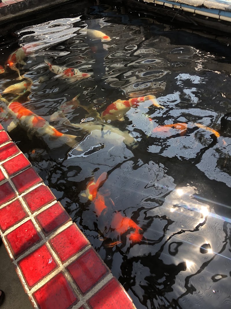 Laguna Koi Ponds - Photo 4