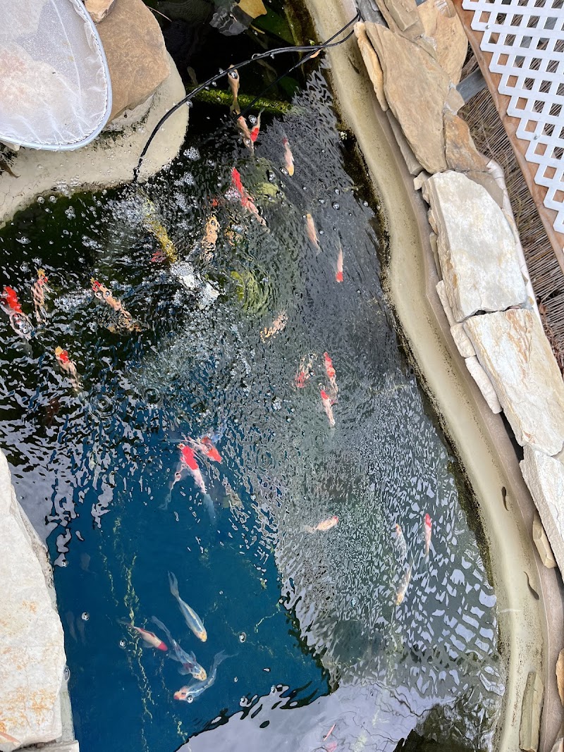 Laguna Koi Ponds - Photo 5