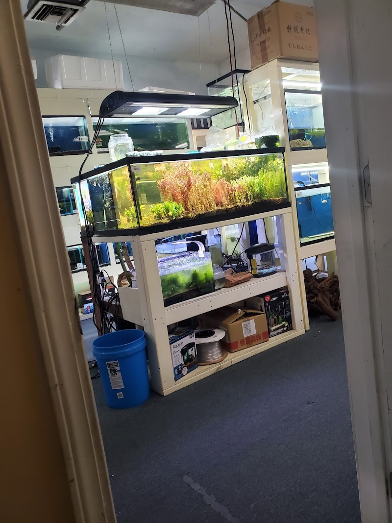 Nautilus Tropical Fish - Photo 2