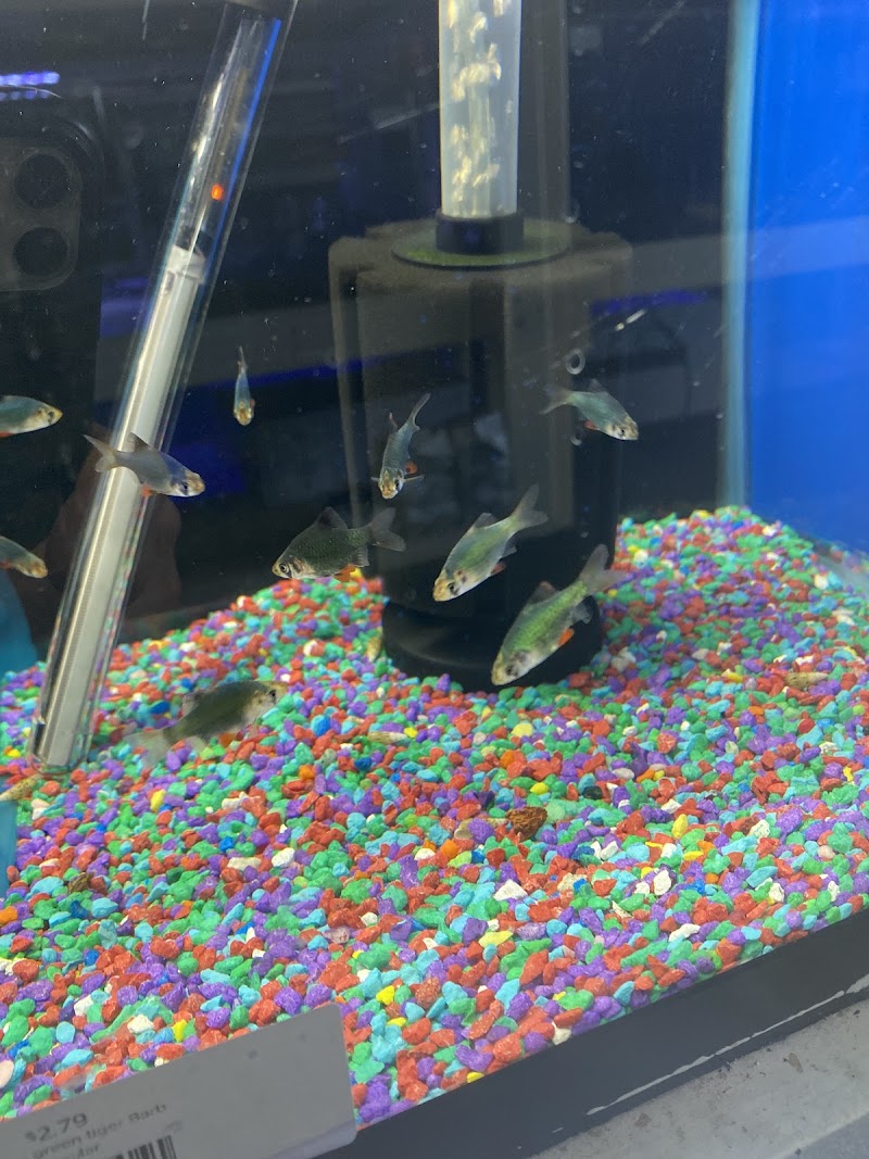 Nautilus Tropical Fish - Photo 4