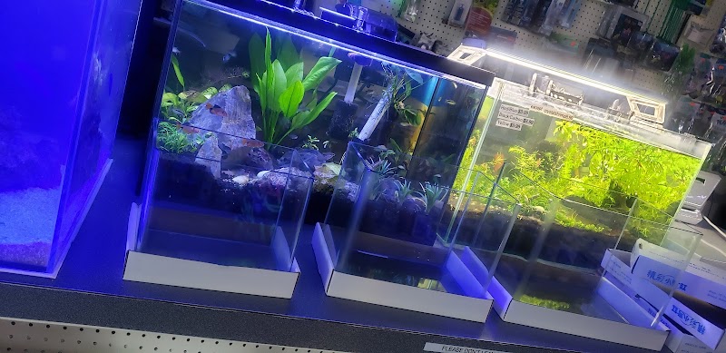 Nautilus Tropical Fish - Photo 5