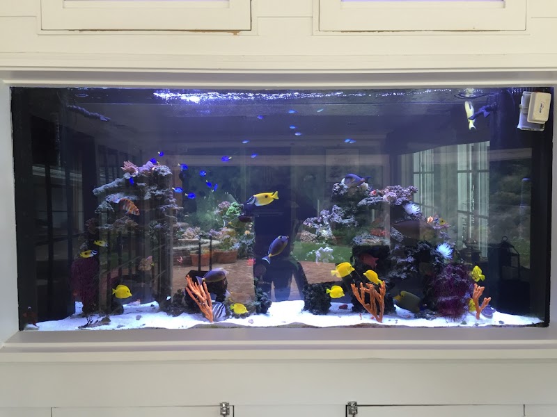 7 Seas Tropical Fish - Photo 1