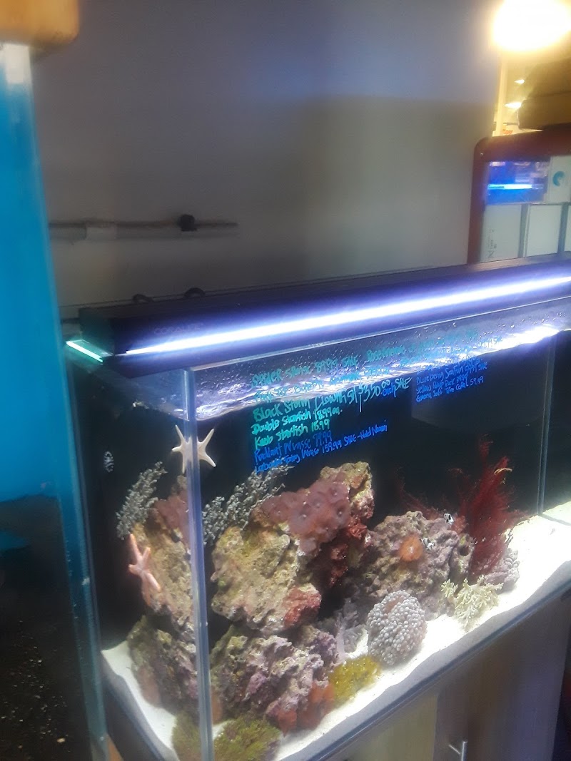 7 Seas Tropical Fish - Photo 3