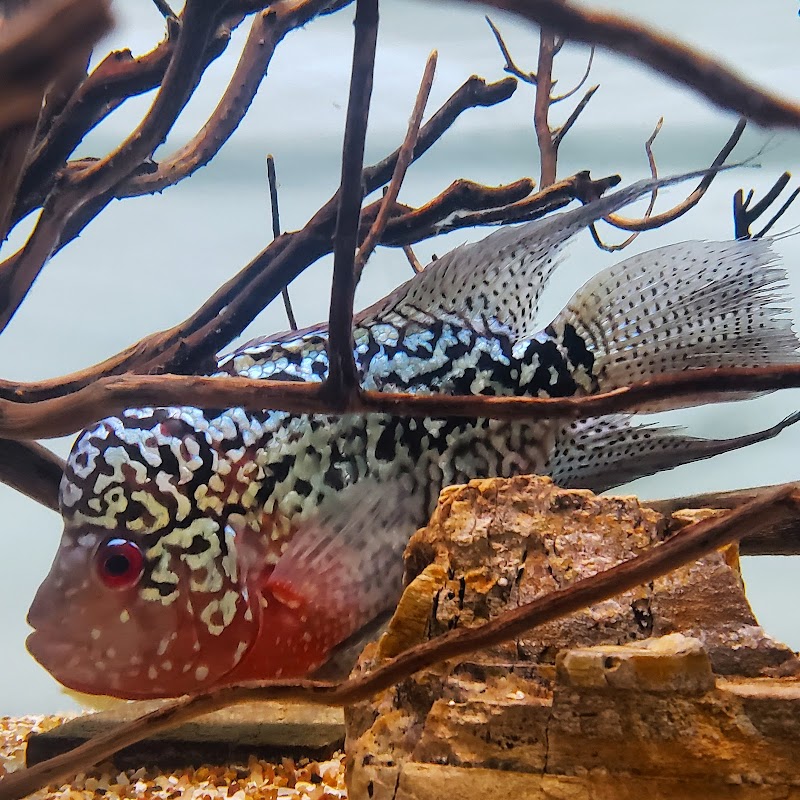 7 Seas Tropical Fish - Photo 4