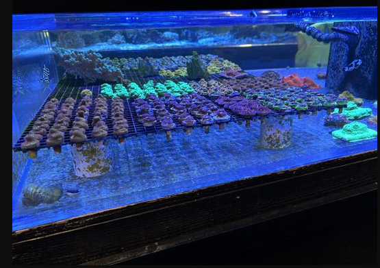 Fish and Coral Store - Photo 4