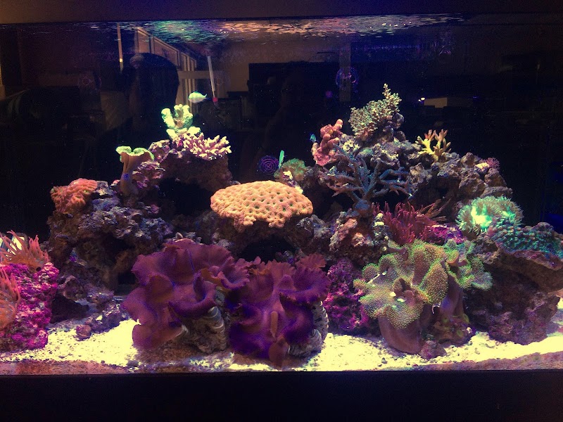 Carson Tropical Fish - Photo 2
