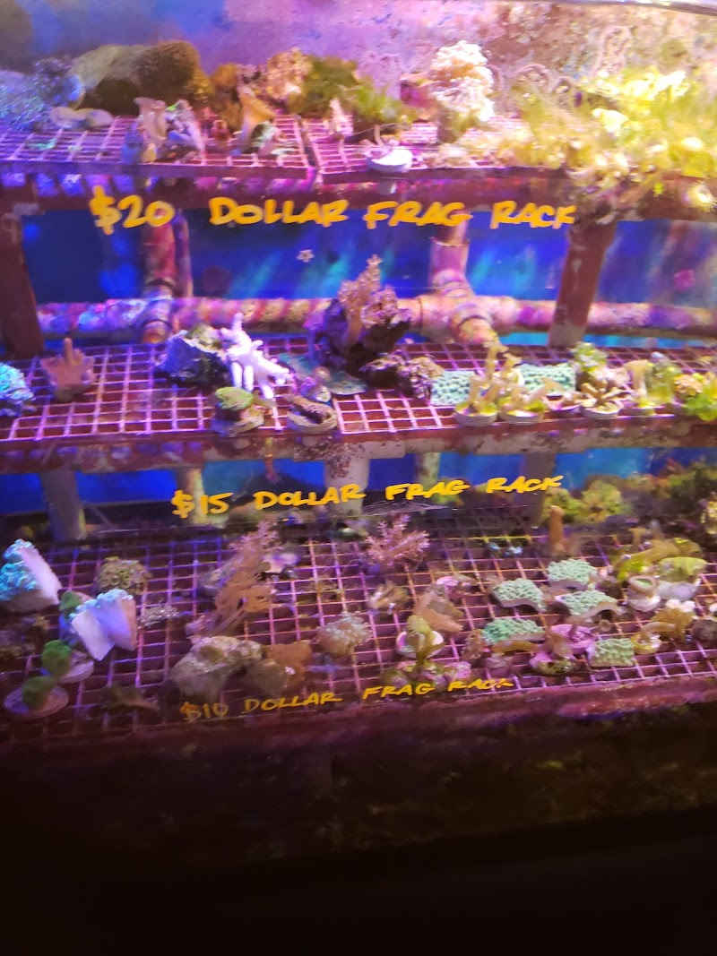 Carson Tropical Fish - Photo 3