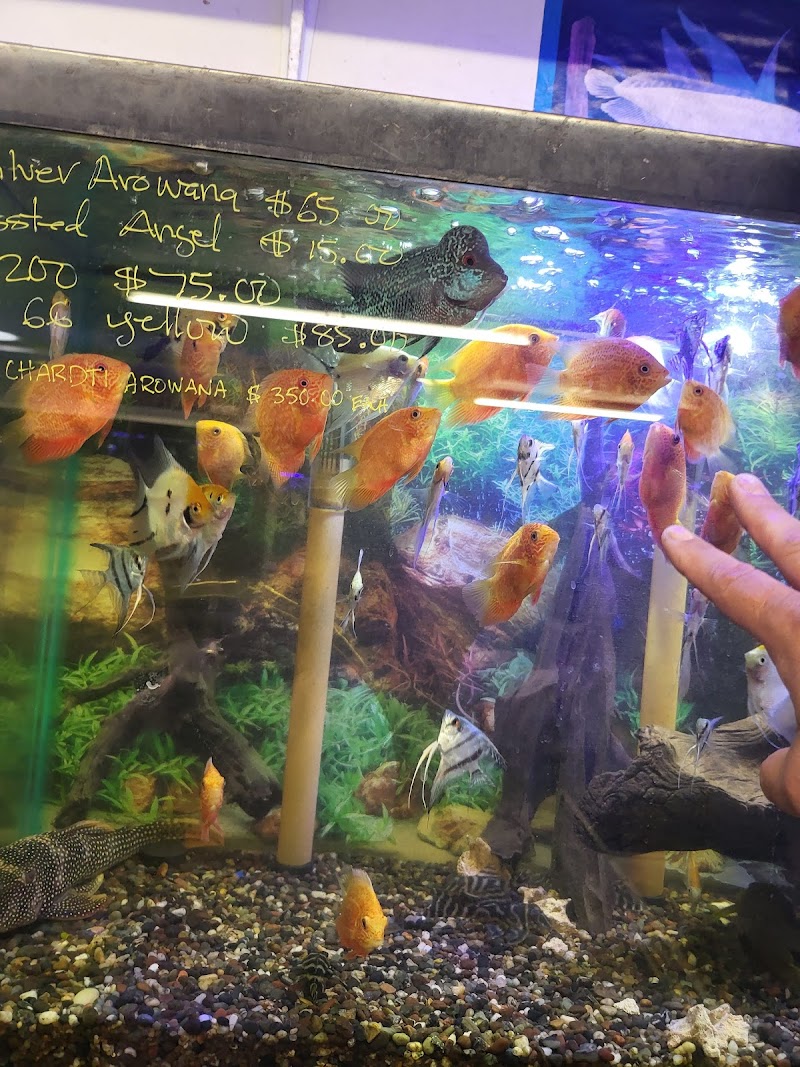 Twins Aquarium - Photo 4