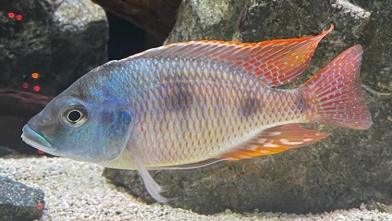 West coast cichlid supply LLC - Photo 2