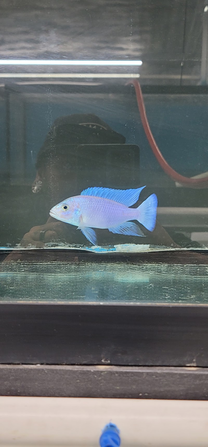 West coast cichlid supply LLC - Photo 5