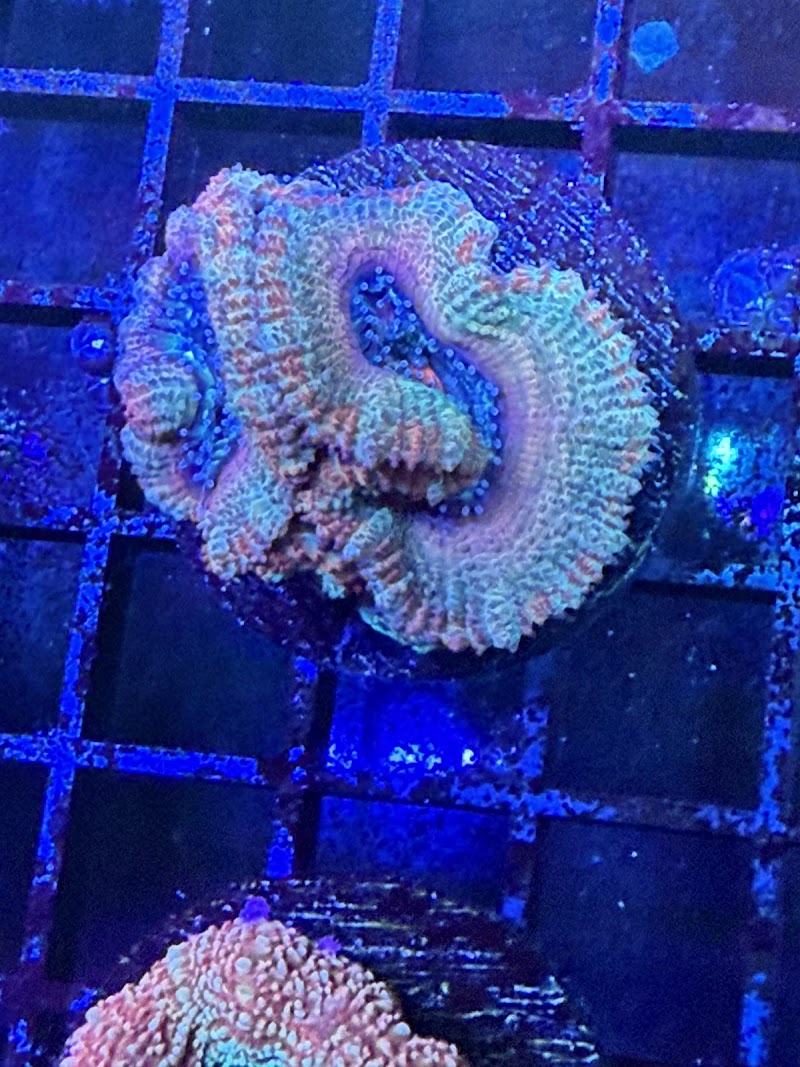 High Tide Aquatics - Photo 3