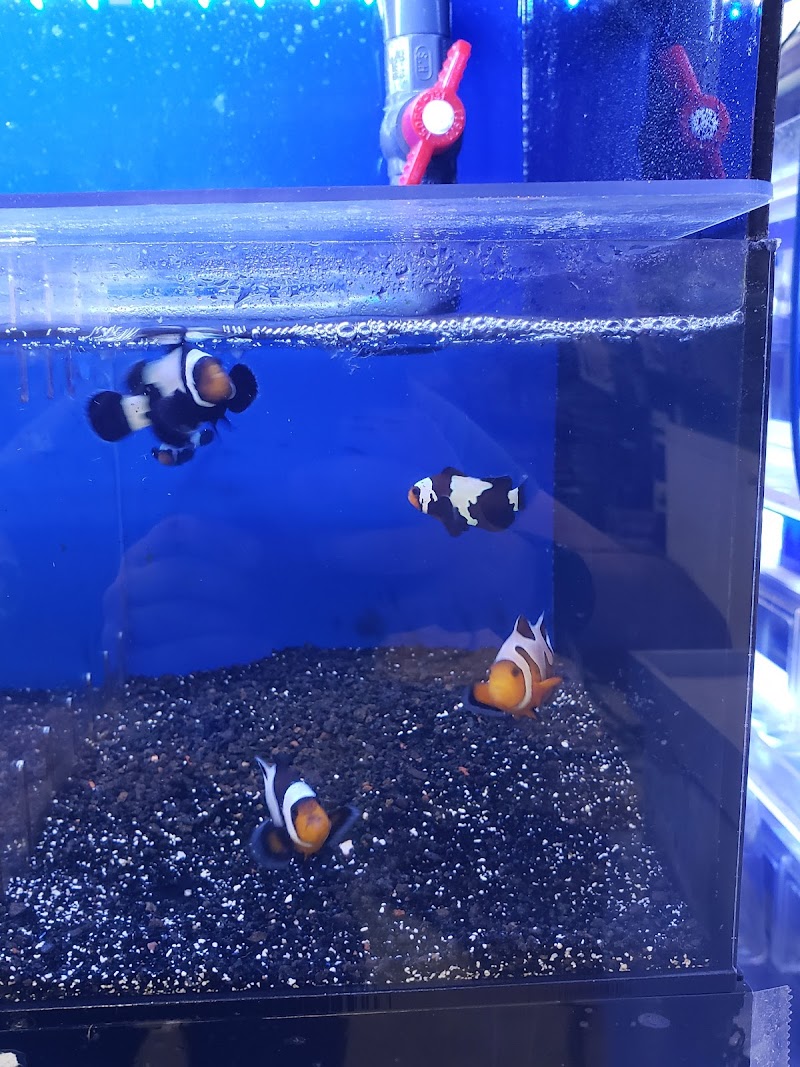 Bay Bridge Aquarium - Photo 5