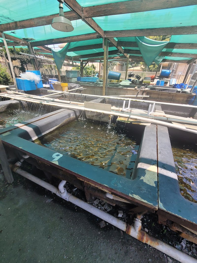 Fish City Koi & Tropical Fish - Photo 2