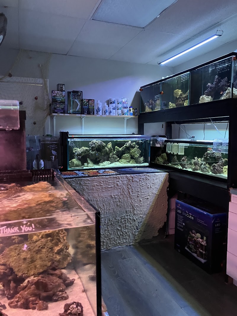 Bermuda Aquatics Exotic Fish & Ponds - Photo 2