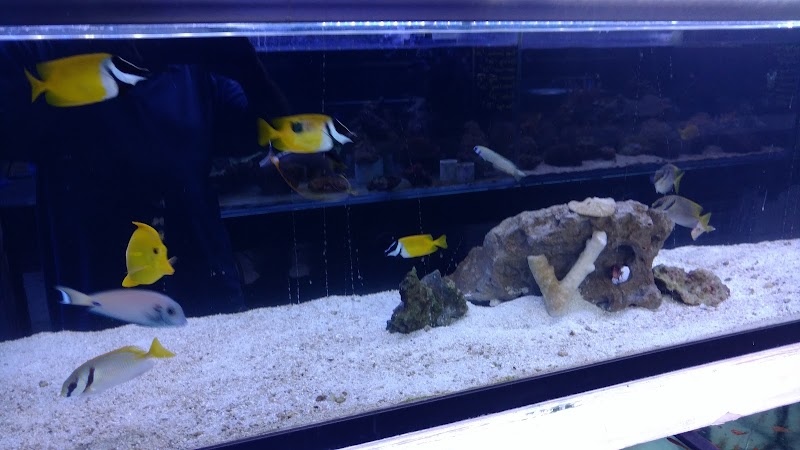 Tat Tropical Illusion - Photo 4